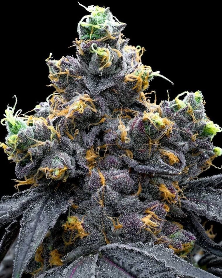 White Runtz x Hollywood by Cookies Seed Bank – 12/12 Photoperiod – Female seeds – Sweet – image 1 – Seed City