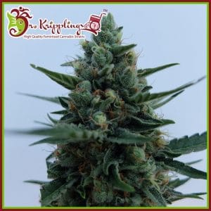 White Rush Auto from Dr Krippling Seeds