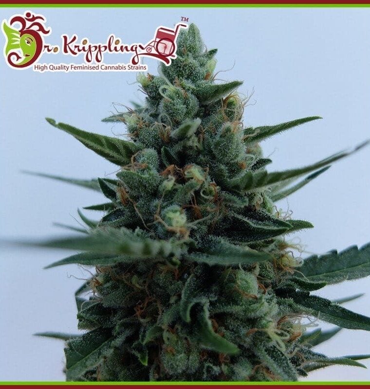 White Rush Auto from Dr Krippling Seeds