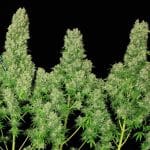 White Russian from Serious Seeds