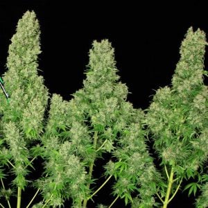 White Russian from Serious Seeds