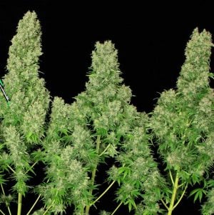 White Russian