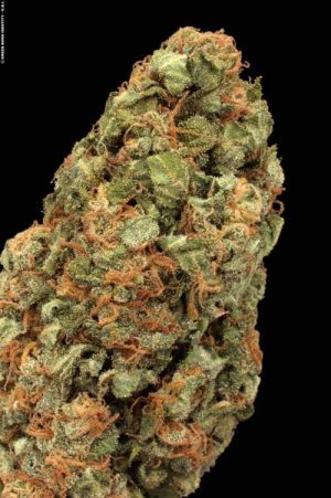 White Russian Autoflowering