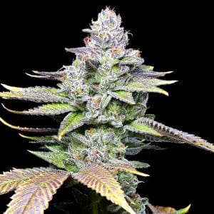White Sherb