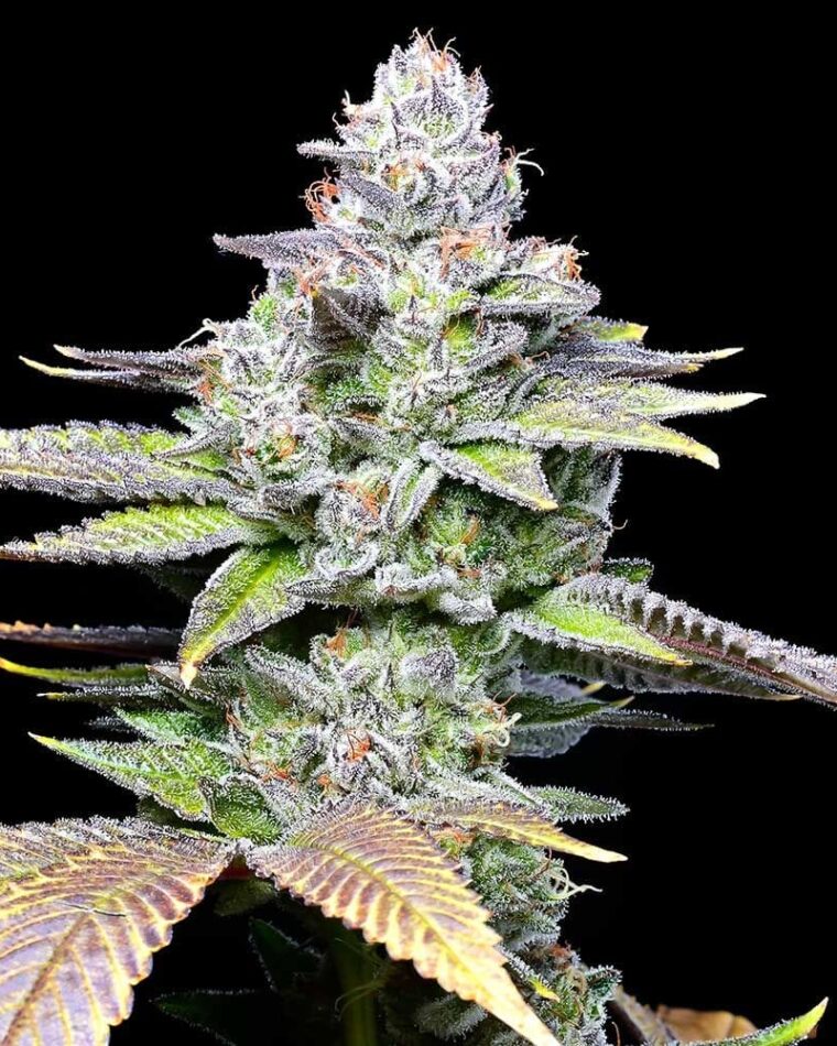 Image 1 of White Sherb cannabis by Cookies Seed Bank – 12/12 Photoperiod – Large yield – Indoor – Seed City
