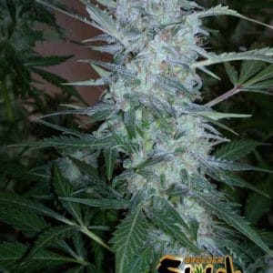 Image 1 of White Sirius Auto cannabis by Flash Seeds – Regular – Indoor – Creative – Seed City