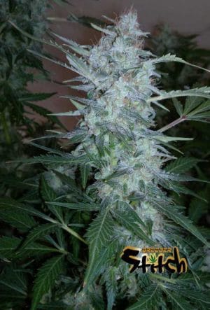 White Sirius Auto