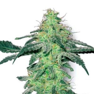 White Skunk by White Label Seeds – Regular – Indica-heavy – Suited for indoor growing – image 1 – Seed City