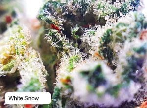 White Snow