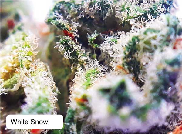 Dispensario Seeds 大麻の種子 | Seed City