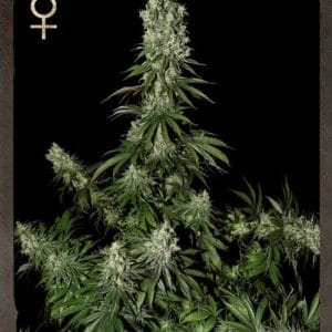 White Strawberry Skunk cannabis seeds – 12/12 Photoperiod – Female seeds – Skunky – image 1 from Seed City