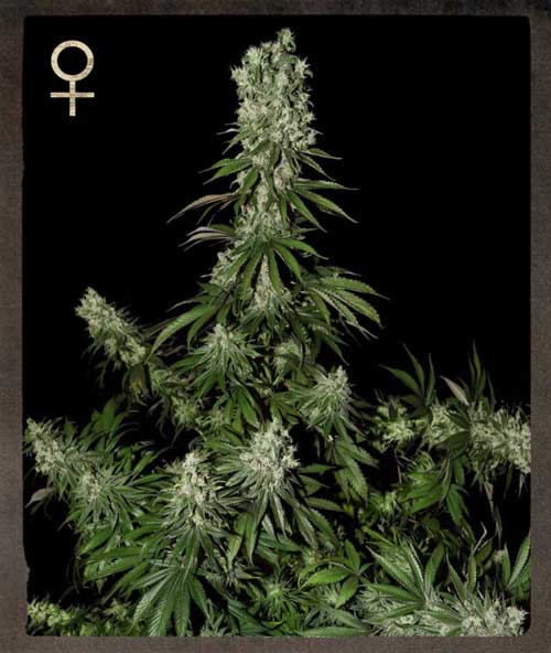 White Strawberry Skunk cannabis seeds – 12/12 Photoperiod – Female seeds – Skunky – image 1 from Seed City