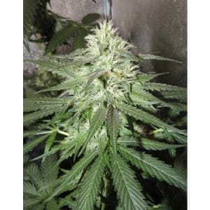 White TangHaze Outerspace