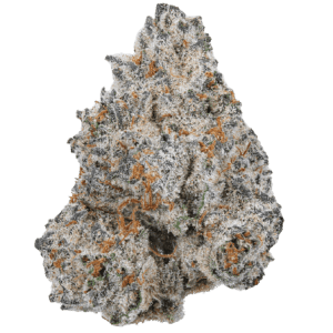 Beginning of October – Indica Dominant – Outdoor – White Truffle strain – image 1 – from Growers Choice via Seed City