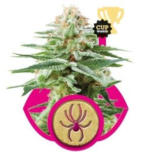 Image 1 of White Widow cannabis by Royal Queen Seeds – Outdoor – Citrus – 50% Indica/50% Sativa – Seed City