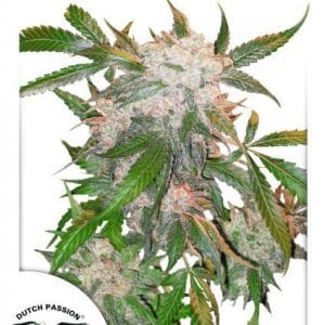 White Widow by Dutch Passion Seeds – The End of October – Sativa-leaning – Super Strength – image 1 – Seed City