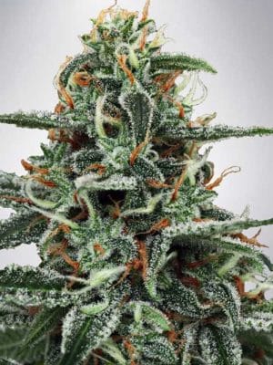 White Widow