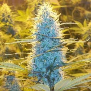 White Widow by Nirvana Seeds – 12/12 Photoperiod – Regular – 50% Indica/50% Sativa – image 1 – Seed City