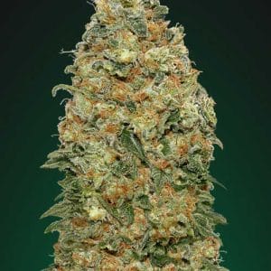 Image 1 of White Widow cannabis by OO Seeds – Middle of October – Spicy – Guaranteed female plants – Seed City