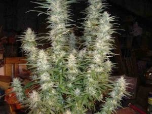 White Widow
