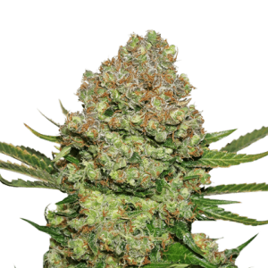 White Widow by Seed Stockers – Super Strength – High Yielding – 12/12 Photoperiod – image 1 – Seed City