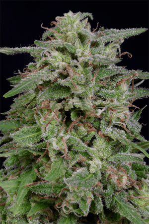 White Widow