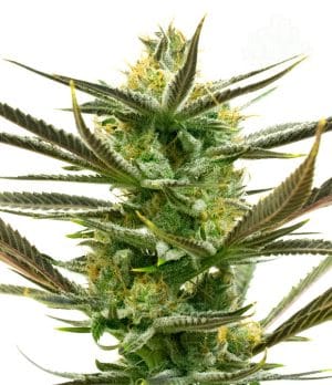 White Widow