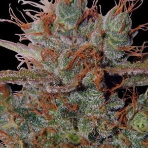 White Widow by Spliff Seeds – Middle of October – Indoor-friendly – Sour – image 1 – Seed City
