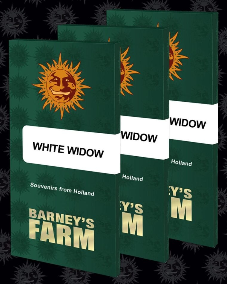 Earthy – Excellent harvest potential – Euphoric – White Widow strain – image 1 – from Barneys Farm Seeds via Seed City