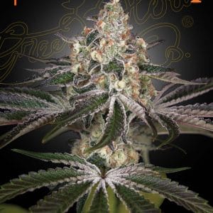 White Widow cannabis seeds – Indica Dominant – 12/12 Photoperiod – Excellent harvest potential – image 1 from Seed City