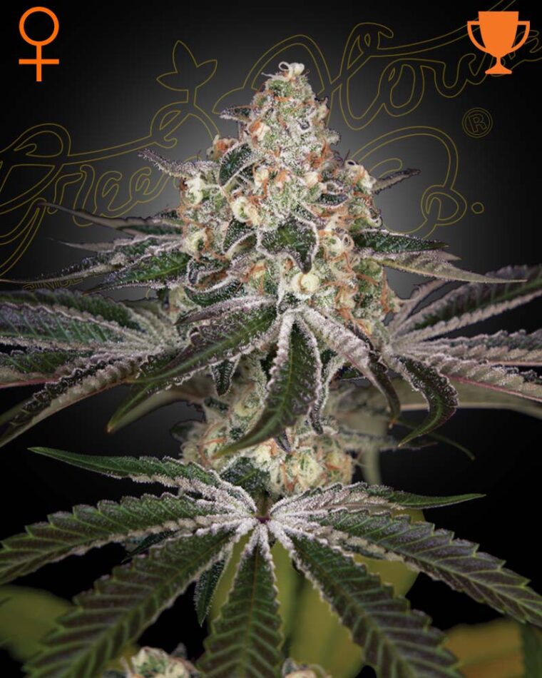 White Widow cannabis seeds – Indica Dominant – 12/12 Photoperiod – Excellent harvest potential – image 1 from Seed City