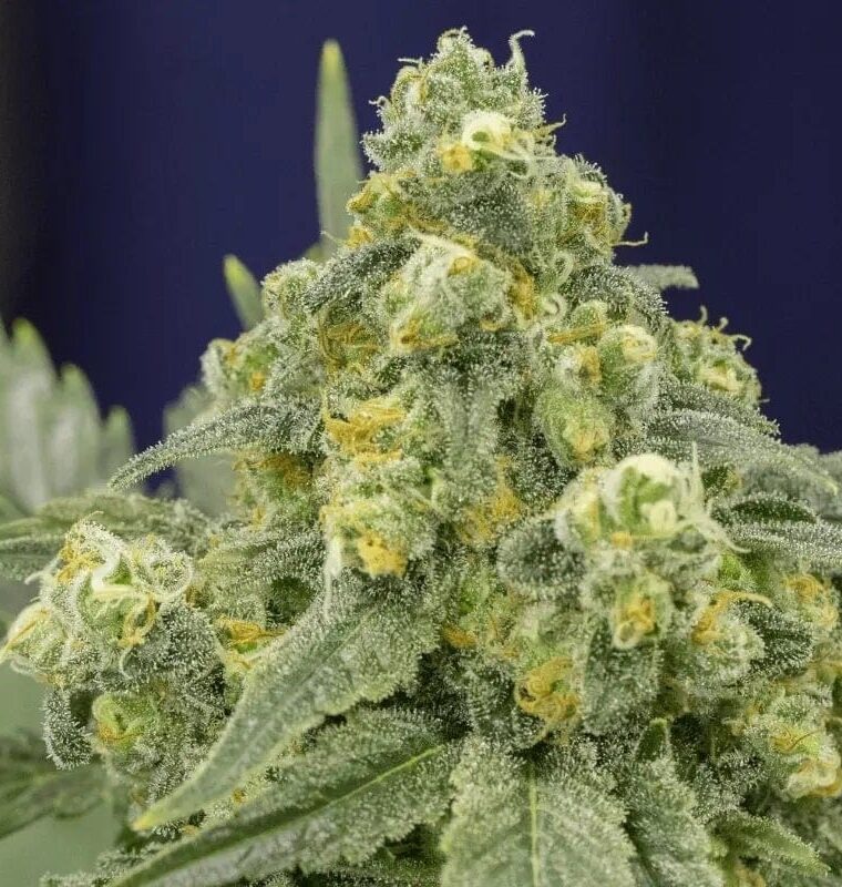 White Widow from Silent Seeds