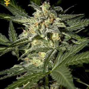 White Widow Auto from Green House Seeds