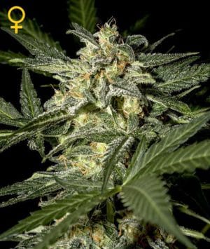 White Widow Auto