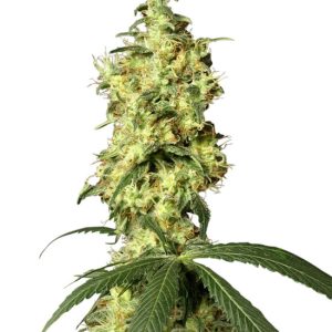 White Widow Automatic from White Label Seeds