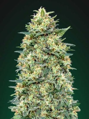 White Widow Auto