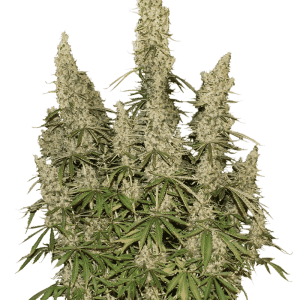 White Widow Auto by Seed Stockers – High Yielding – Auto-Flowering – 50% Indica/50% Sativa – image 1 – Seed City