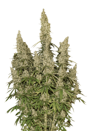 White Widow Auto