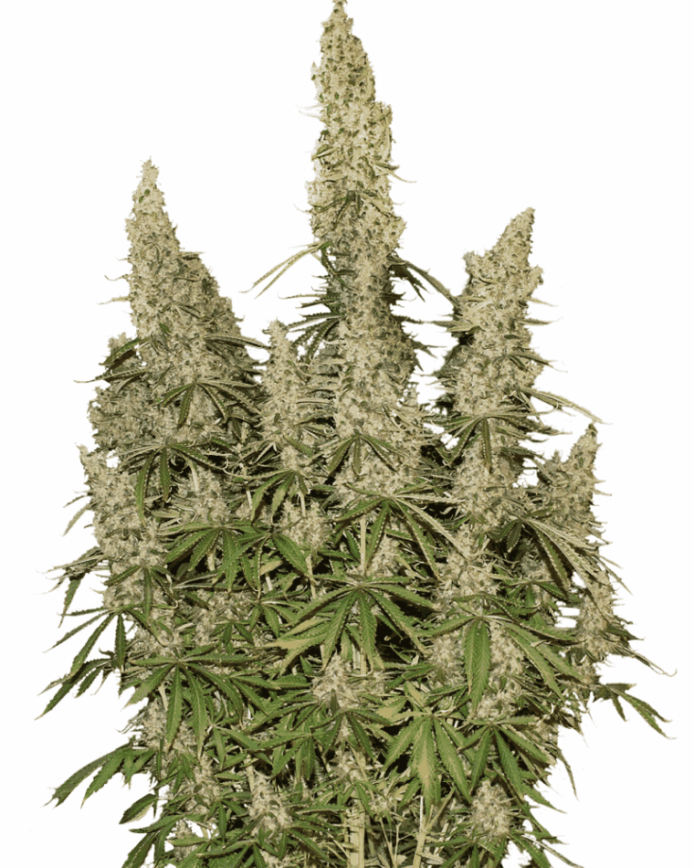 White Widow Auto by Seed Stockers – High Yielding – Auto-Flowering – 50% Indica/50% Sativa – image 1 – Seed City
