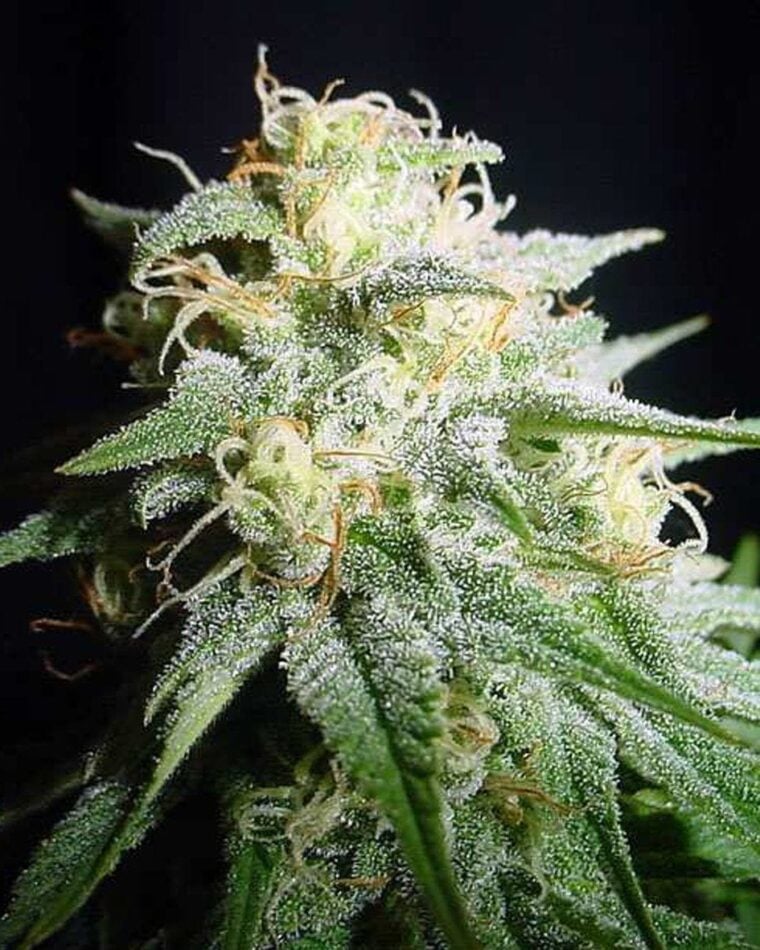 Good for outdoor grow – Feminized – Hashy – White Widow Automatic strain – image 1 – from Spliff Seeds via Seed City