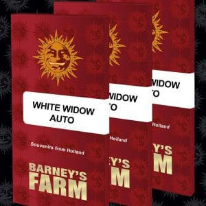 White Widow Auto from Barneys Farm Seeds