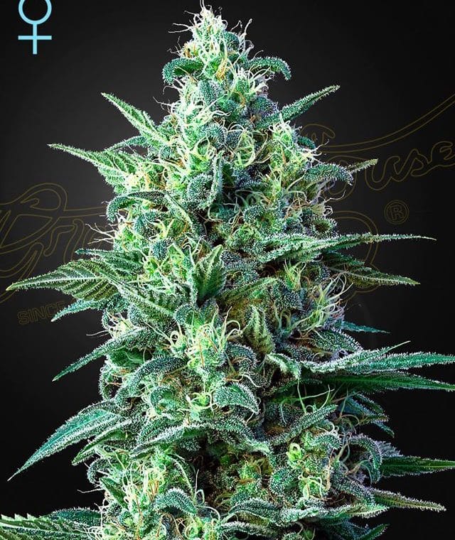 White Widow Auto CBD by Green House Seeds – Short (up to 80cm) – Good for outdoor grow – High CBD – image 1 – Seed City