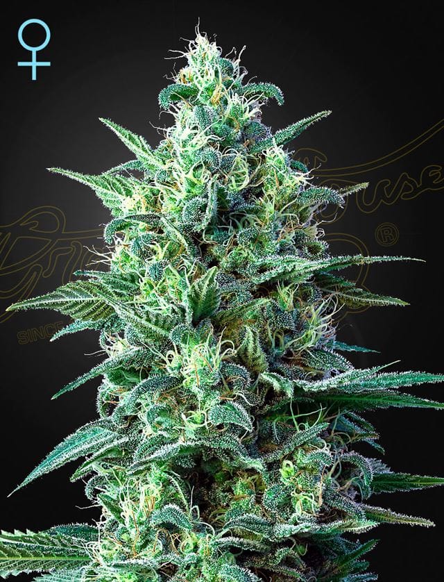 White Widow Auto CBD by Green House Seeds – Short (up to 80cm) – Good for outdoor grow – High CBD – image 1 – Seed City