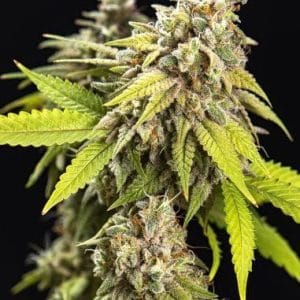 Image 1 of White Widow Auto cannabis by PowerStrains – Relaxing – Good for outdoor grow – Spicy – Seed City