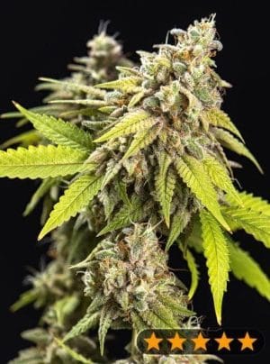 White Widow Auto