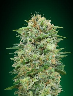 White Widow CBD