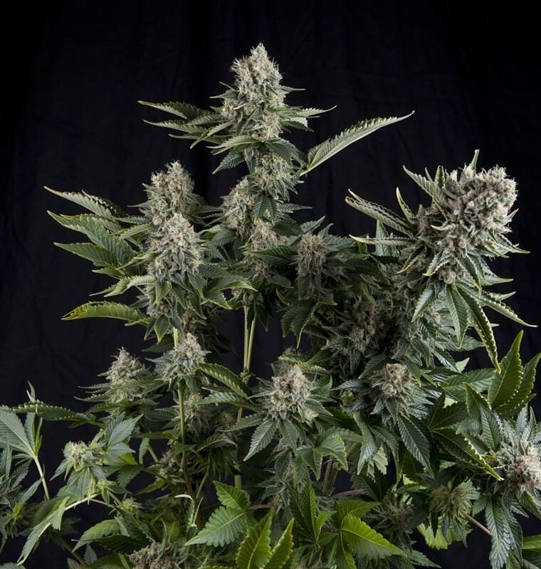 Image 1 of White Widow CBD cannabis by Pyramid Seeds – 50% Indica/50% Sativa – Indoor-friendly – High CBD – Seed City