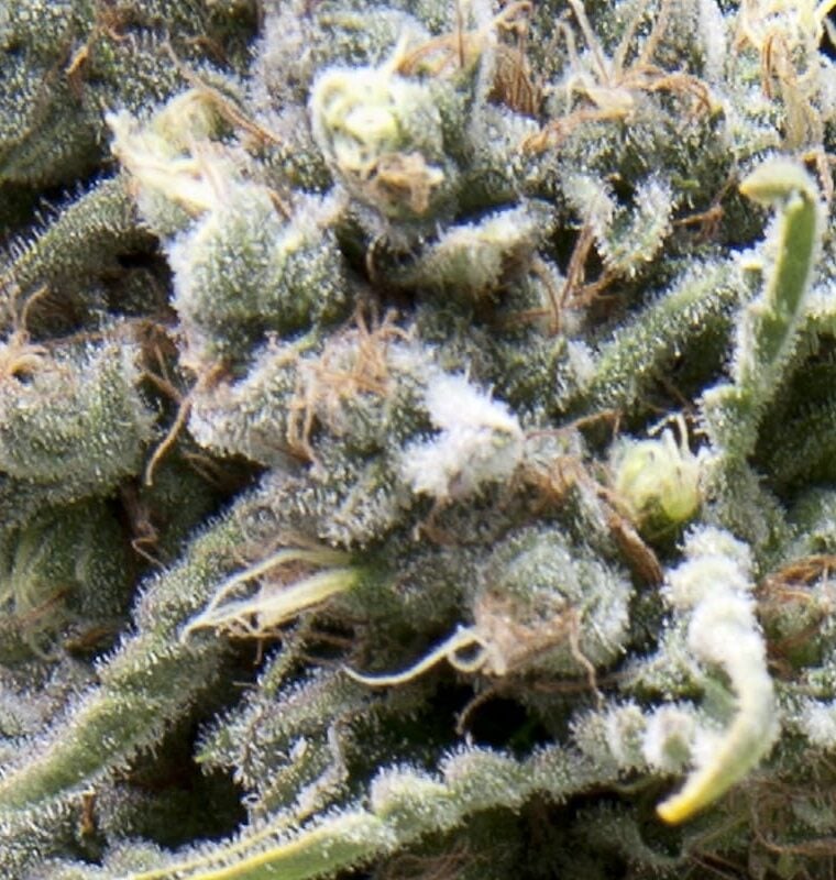 Indoor-friendly – Tall (140cm plus) – Sweet – White Widow CBD Auto strain – image 1 – from Pyramid Seeds via Seed City
