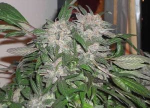 White Widow Express Auto