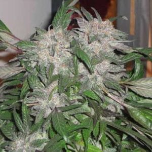 White Widow Express Auto cannabis seeds – Good for outdoor grow – Sweet – Auto-Flowering – image 1 from Seed City